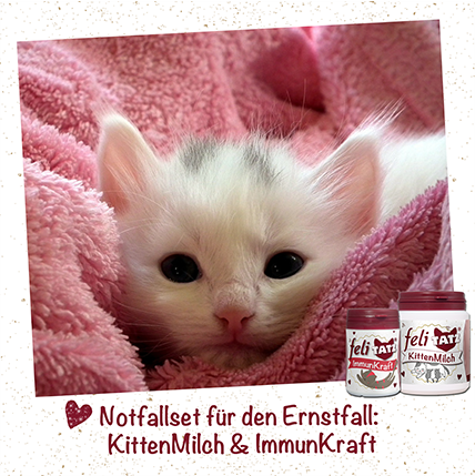 Tier, Katze, Kätzchen, Säugetier, Haustier