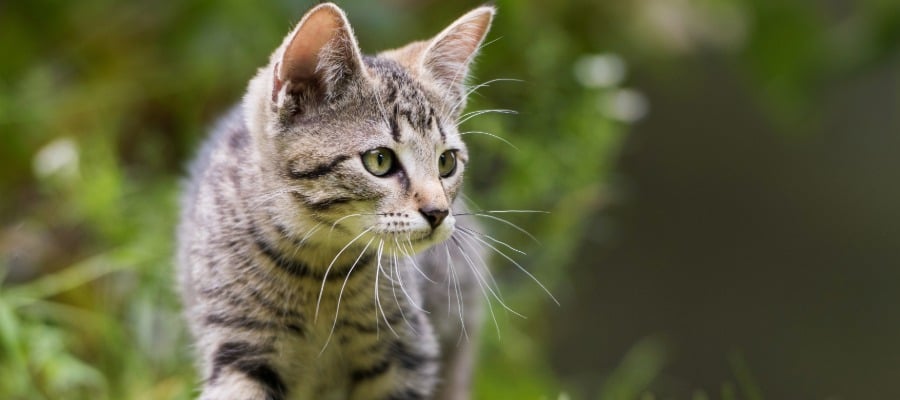 katze, kater, tier, tierfell, grau gestromt
