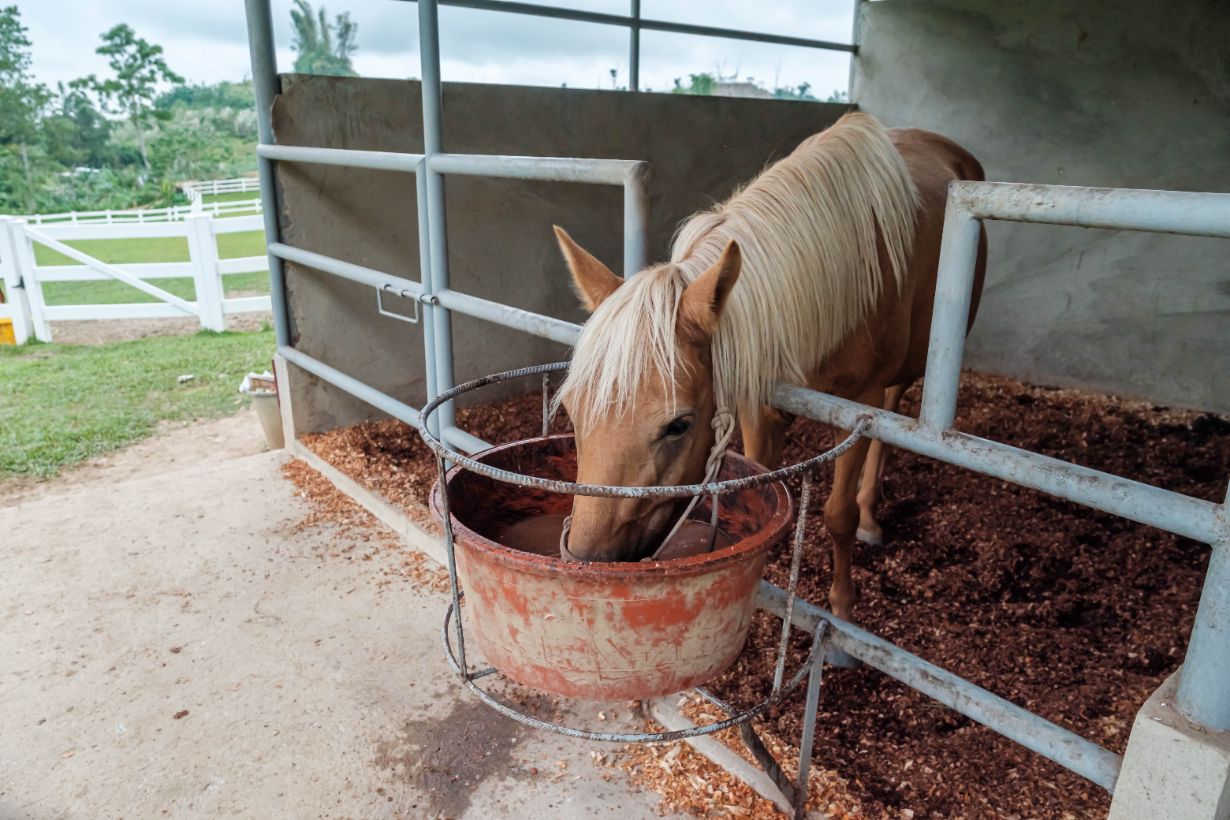 Pferd, Ponylunge, Futtereimer, Trockenstall, Stallbereich