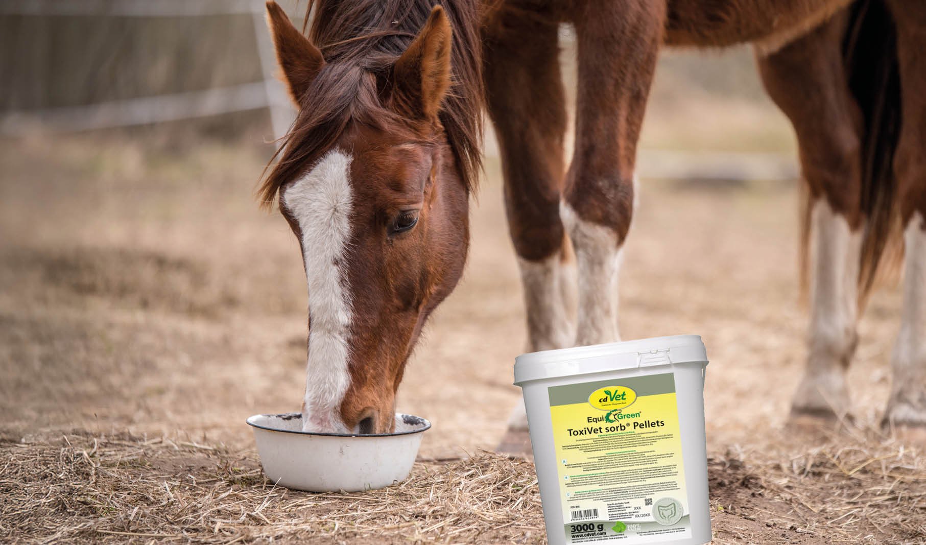 pferd, equine, heu, eimer, pellets