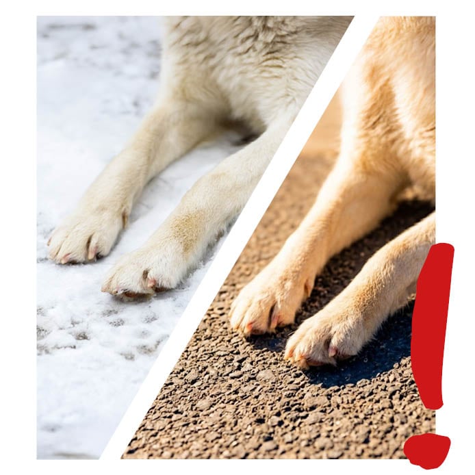 hundepatens, pfoten, pfotenklaue, tierbedarf, zweifarbig