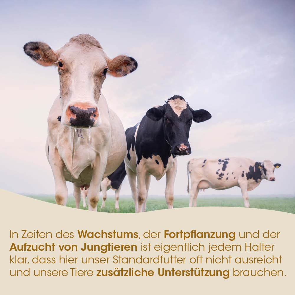 Kuh, Weide, Farm, Rinderherde, Tierfutter-Text