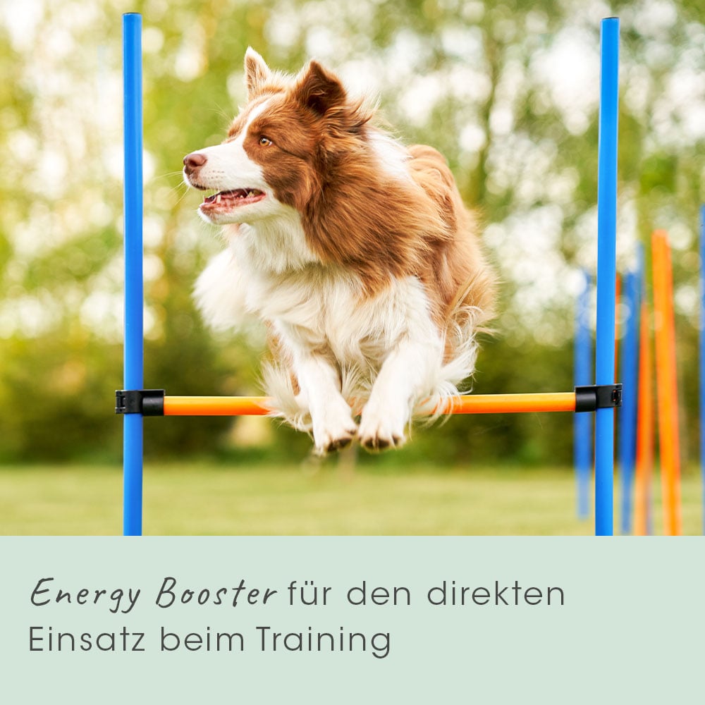 Hund, Säugetier, Haustier, Gras, Pflanze