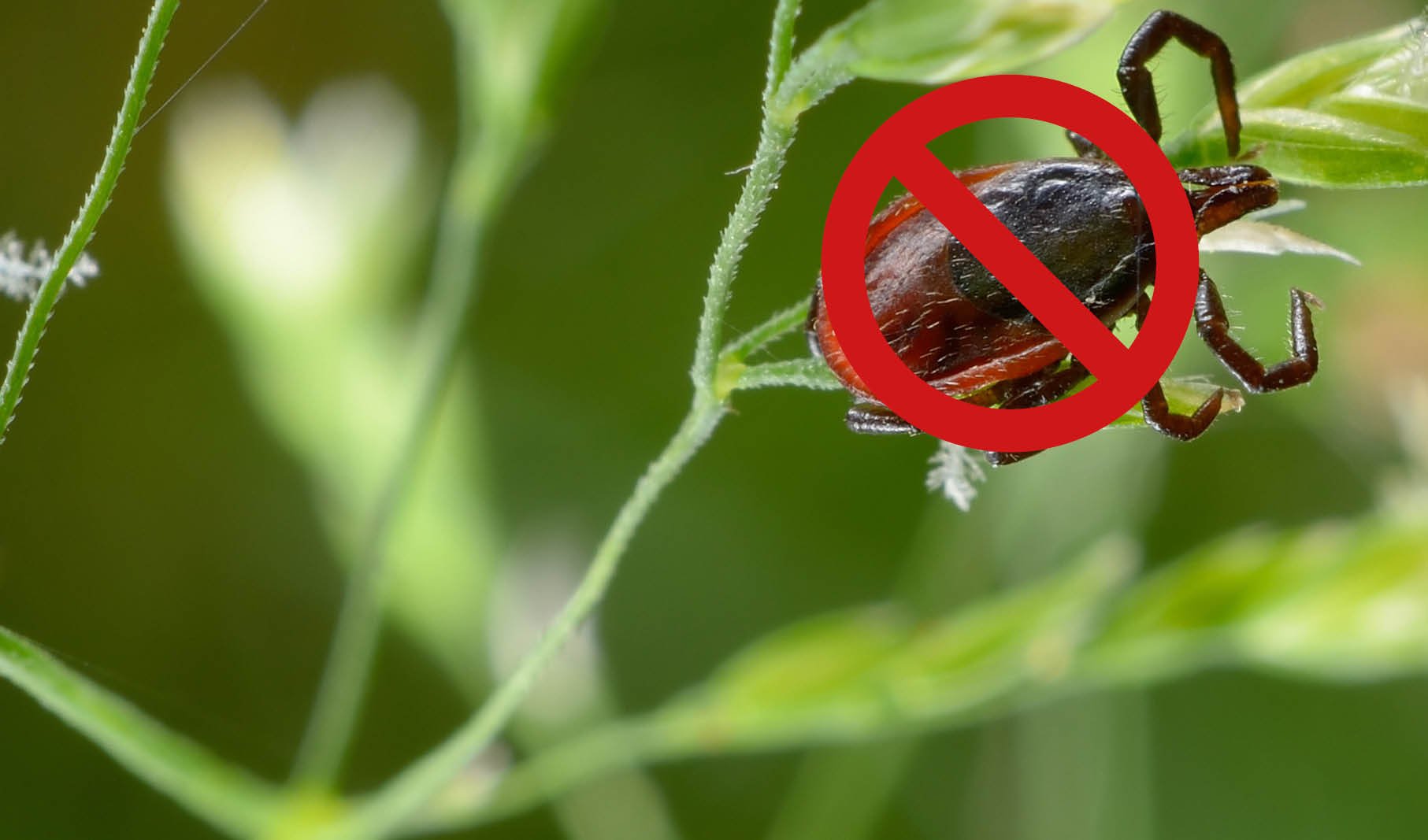 szene, Insektenschutz, Warnung, Kojote?, Haustier?