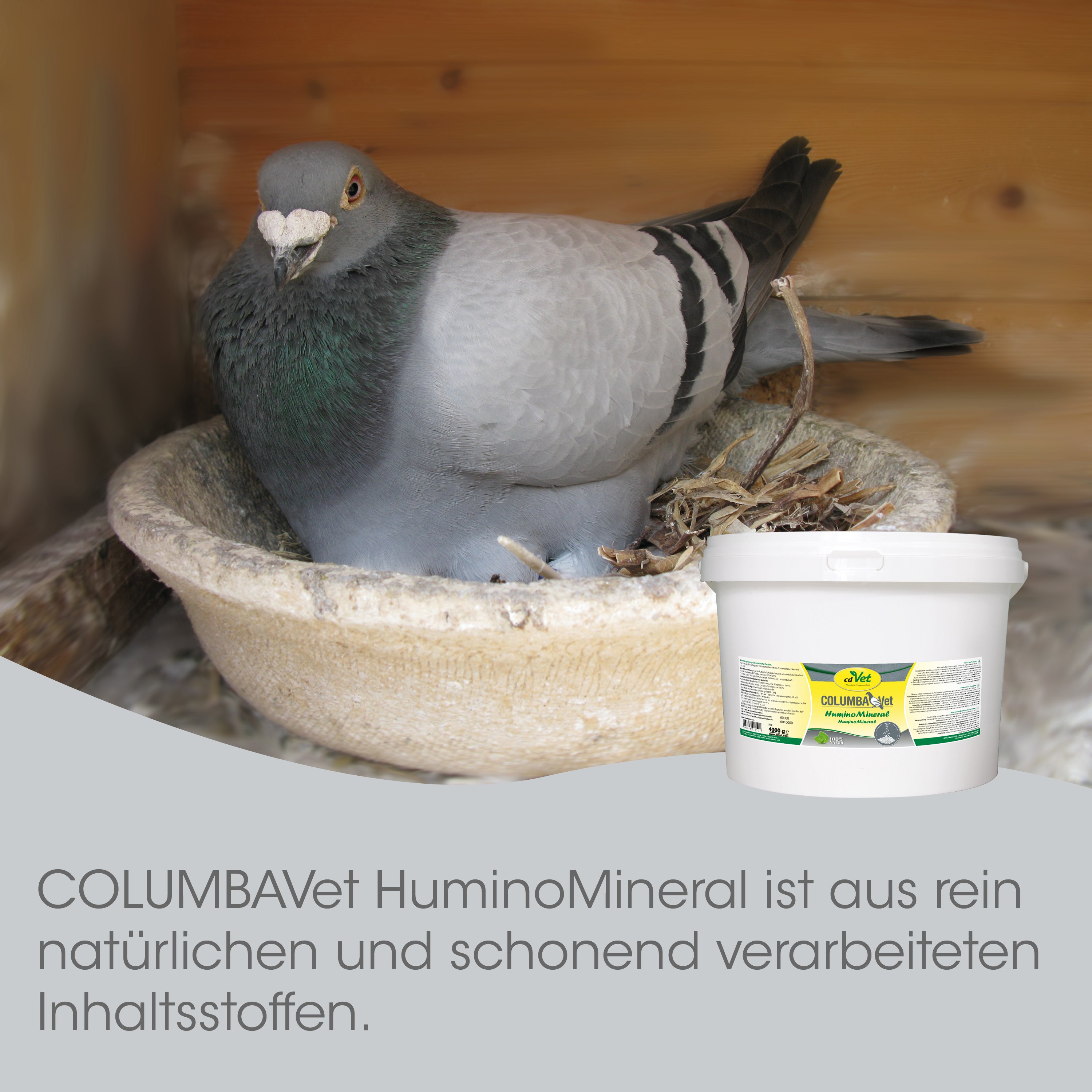 Taube, Vogel, Nest, Mineralfutterschüssel, Kunststoffbehälter