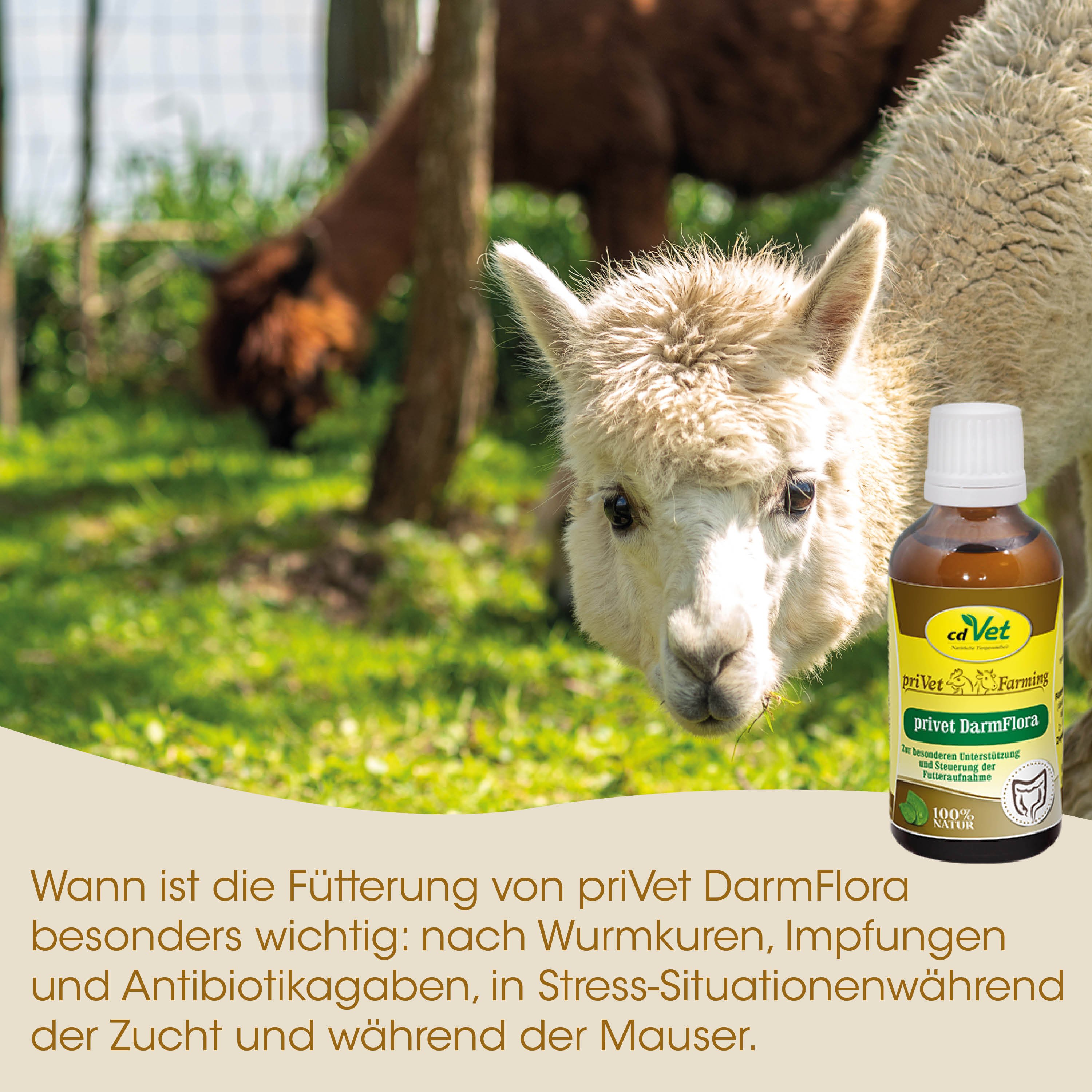 Lama, Tierprodukt, Flasche, Futterergänzung, Darmflora