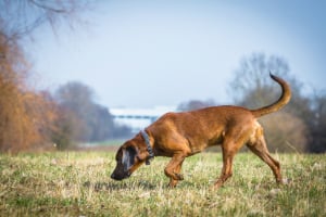 Hund, Gras, Grünland