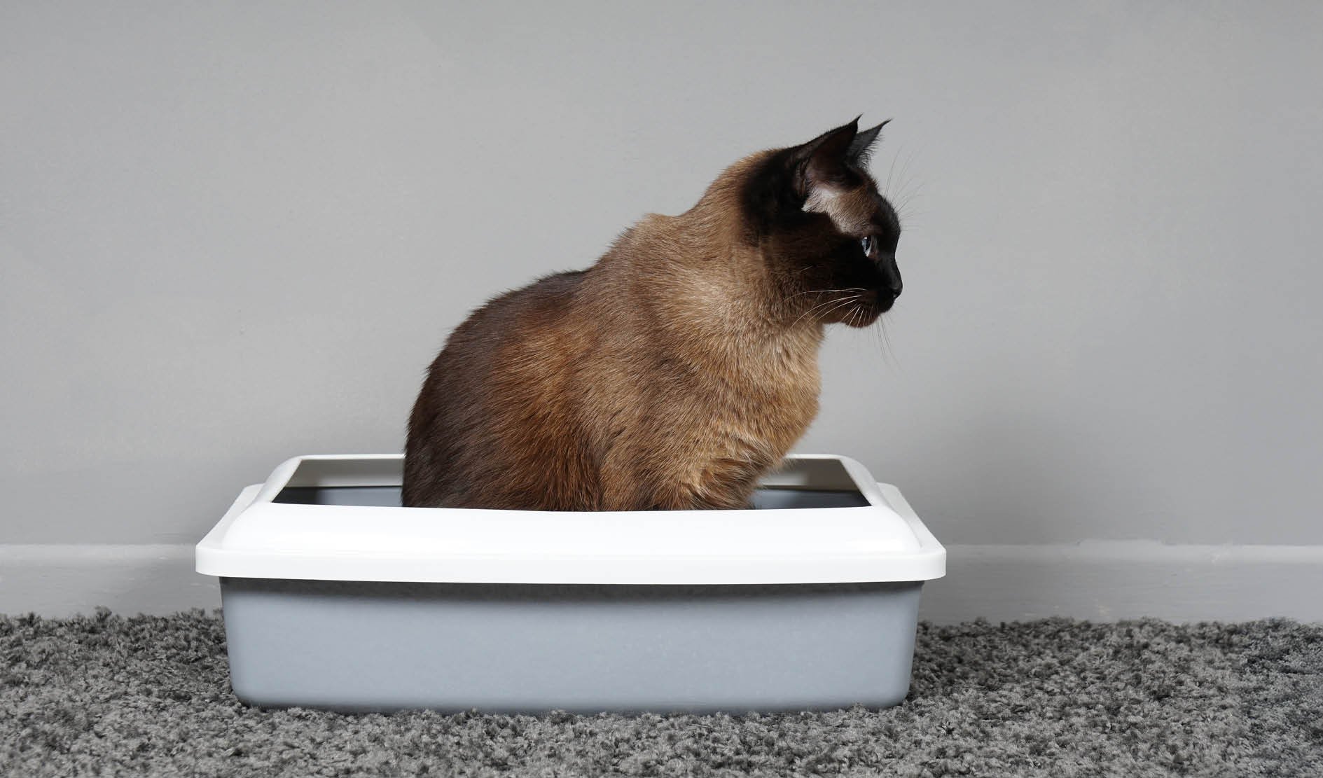 Katze, Katzenklo, Haustier, Siam, Tierkratzkasten