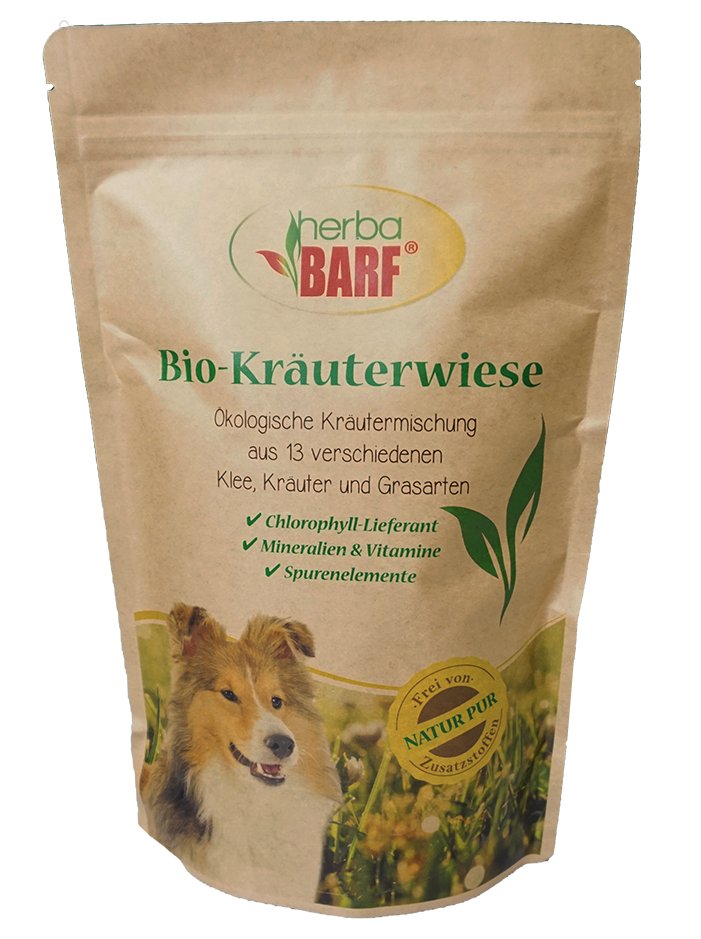 Hund, Säugetier, Haustier, Kräuterig, Pflanze
