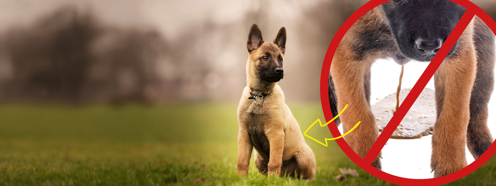 Hund, Säugetier, Haustier, Deutscher Schäferhund