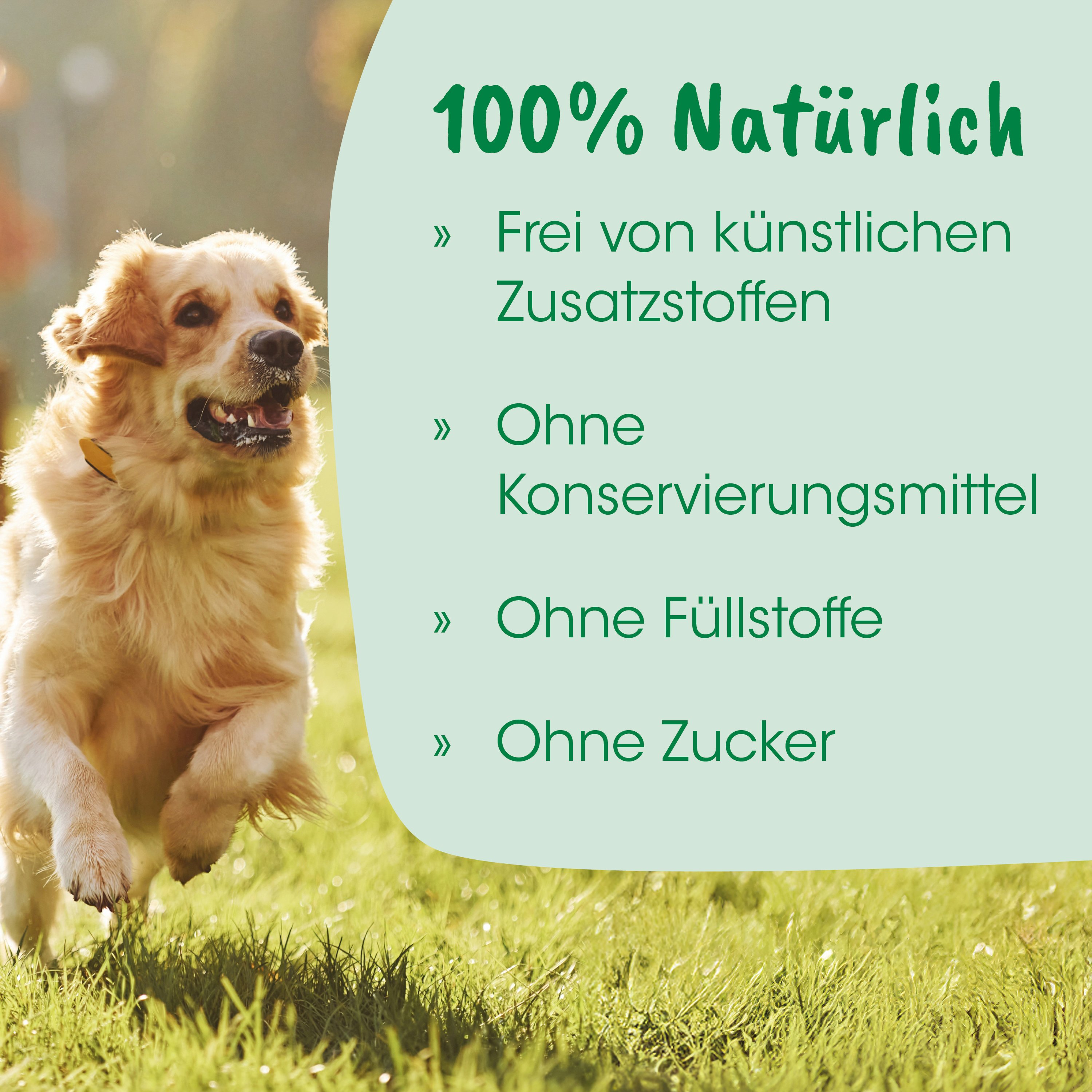 Hund, golden retriever, Draußen, Halsband, Laufend