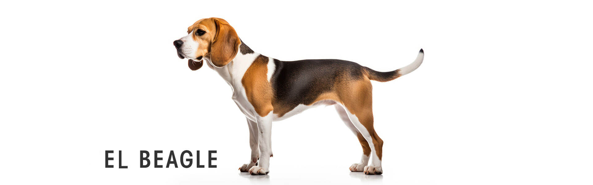Hund, Haustier, Beagle