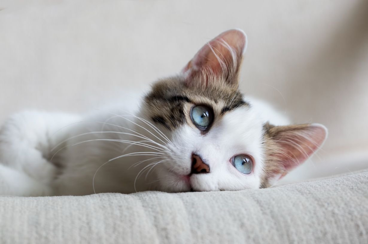 kätzchen, katze, blaue augen, weiches fell, tierisch liesen?