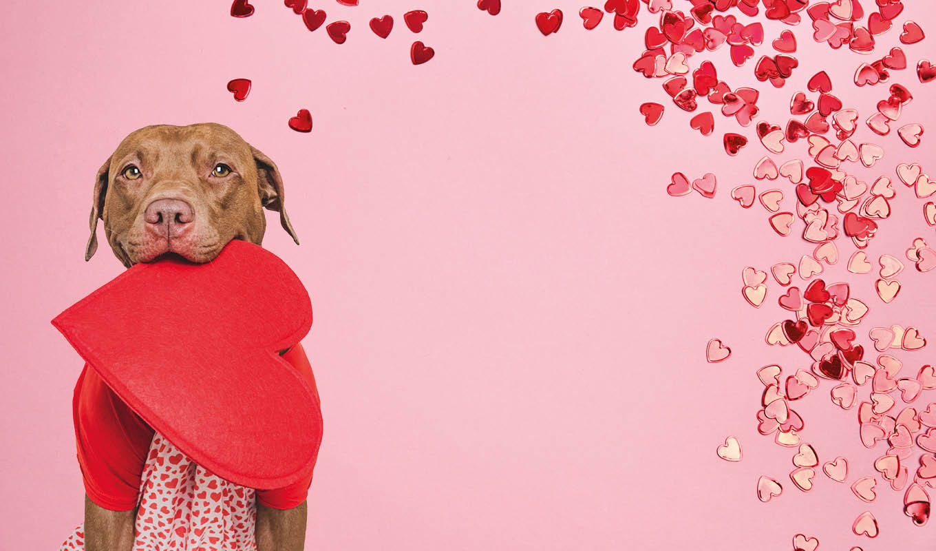 Blume, Blütenblatt, Hund, Gesicht, Kopf