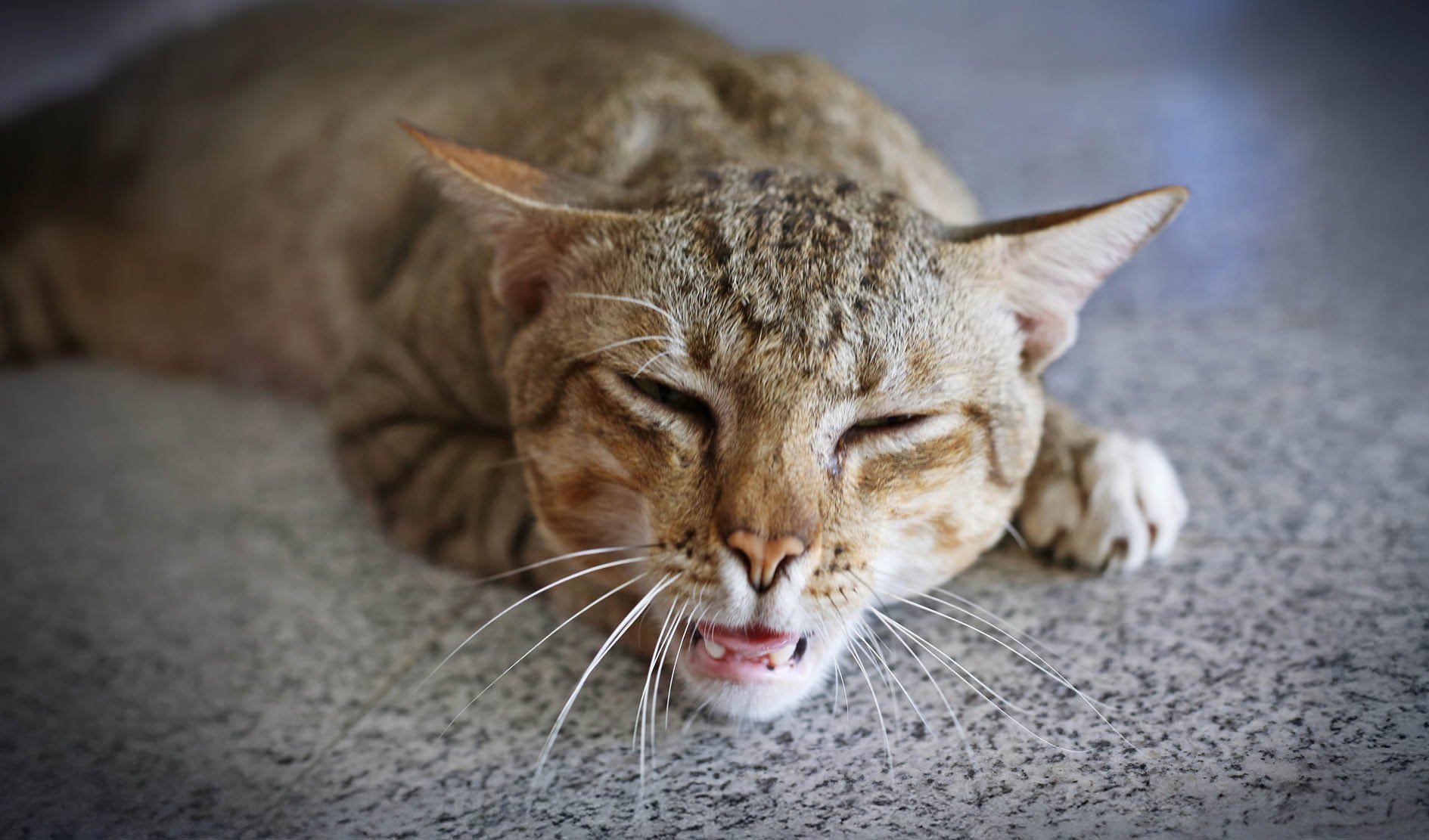 Katze, Tierfell, grau-braun, schlafend, Mieze