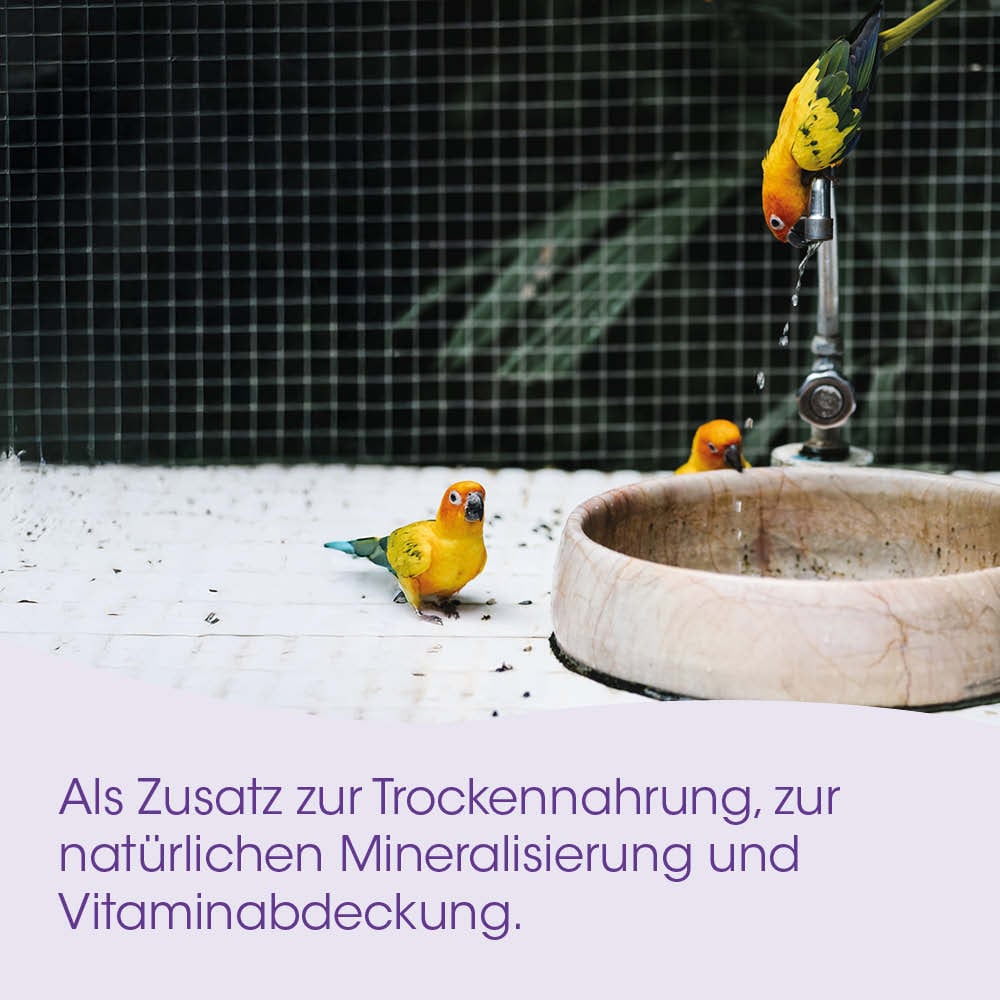 Vogel, Papagei, Parrot, Wasserhahn, Schale
