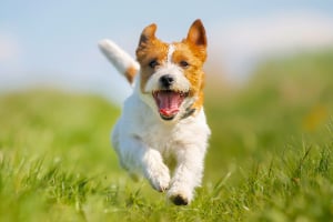 Hund, Haustier, Welpe, Gras