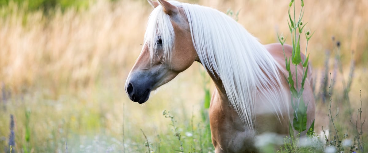 Tier, Colt Horse, Pferd, Säugetier