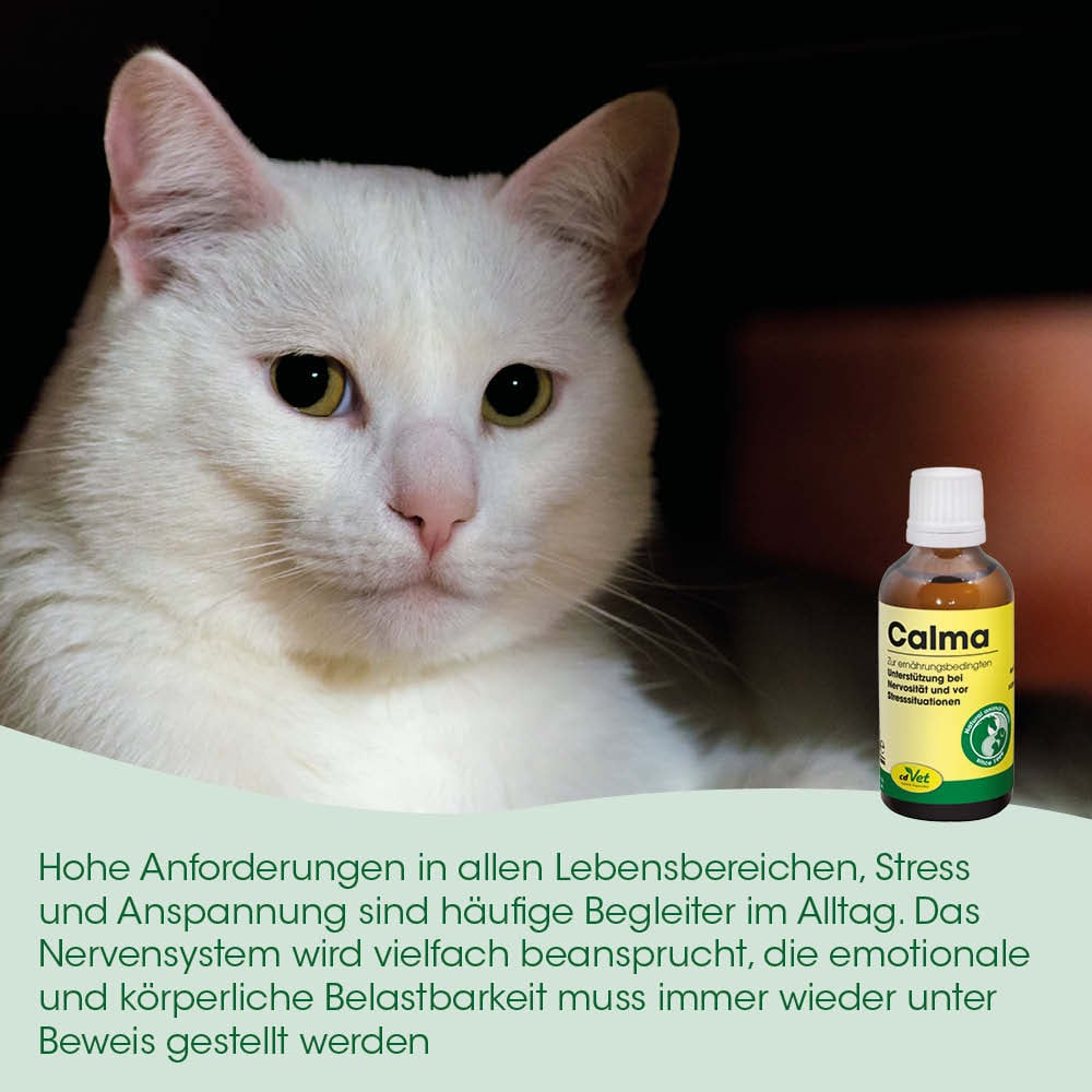  Katze,  Heilmittel,  Calma,  Flasche,  Gesundheit