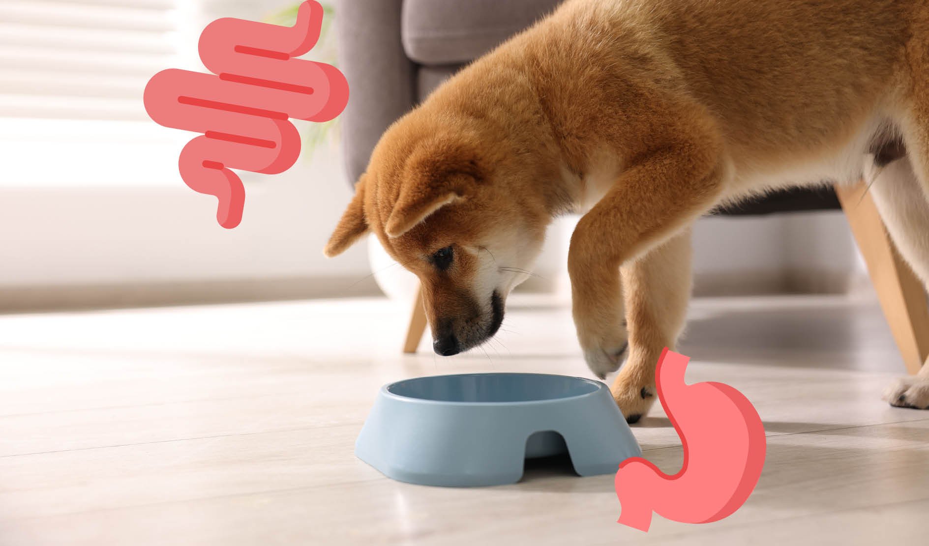 Hund, Futternapf, Kunststoffschüssel, braun, Haustier