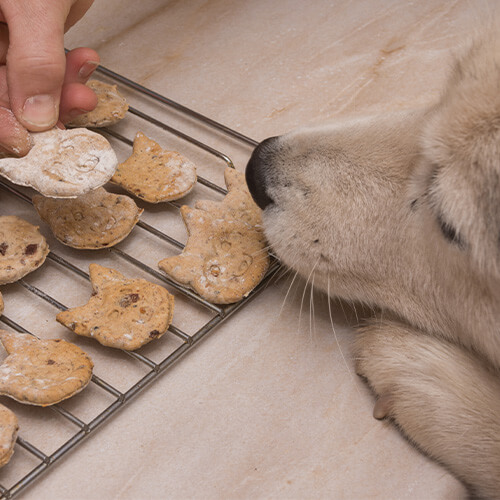 Brot, Essen, Knacker, Person