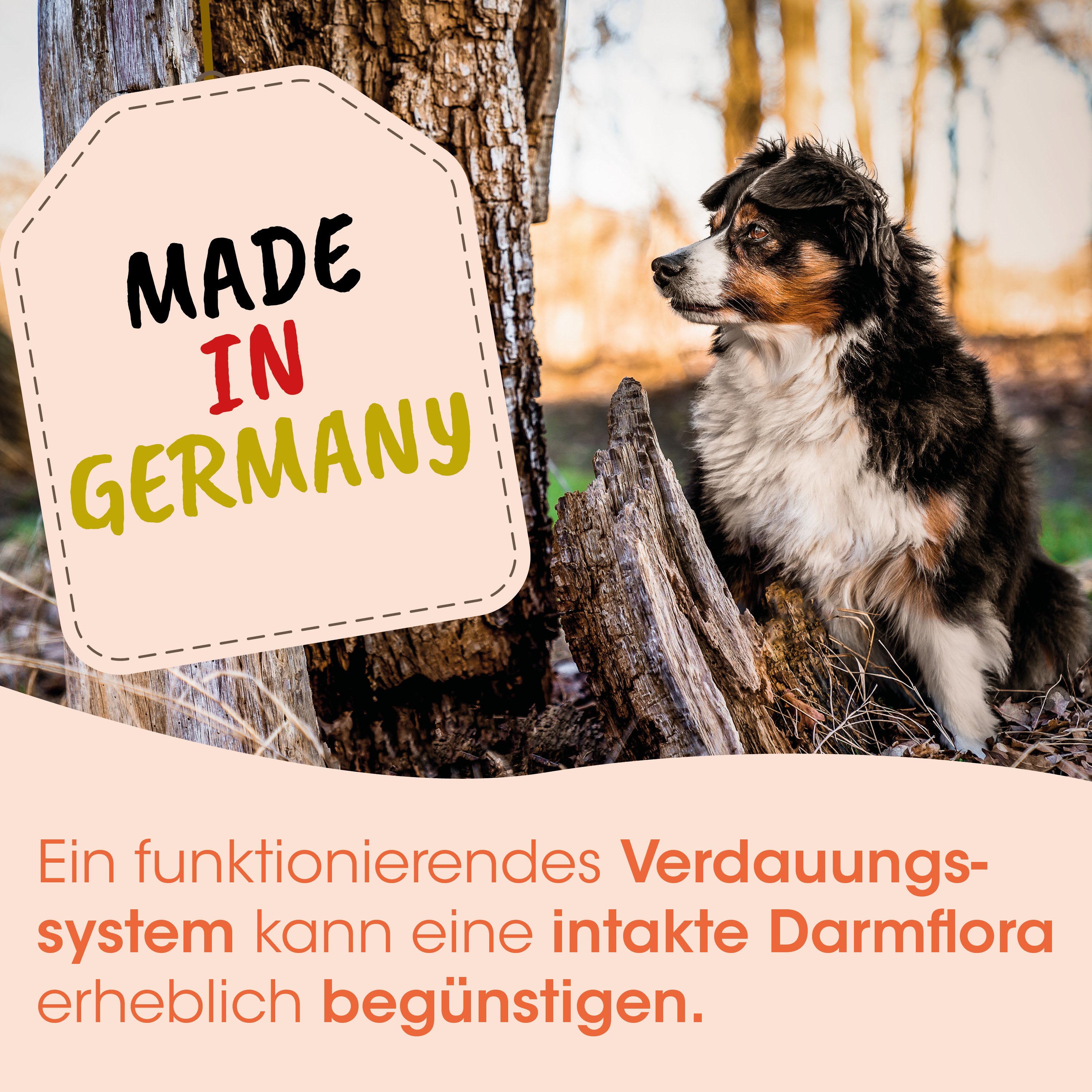 hund,  australian shepherd mischling, hund im freien, etikett, hergestellt in deutschland
