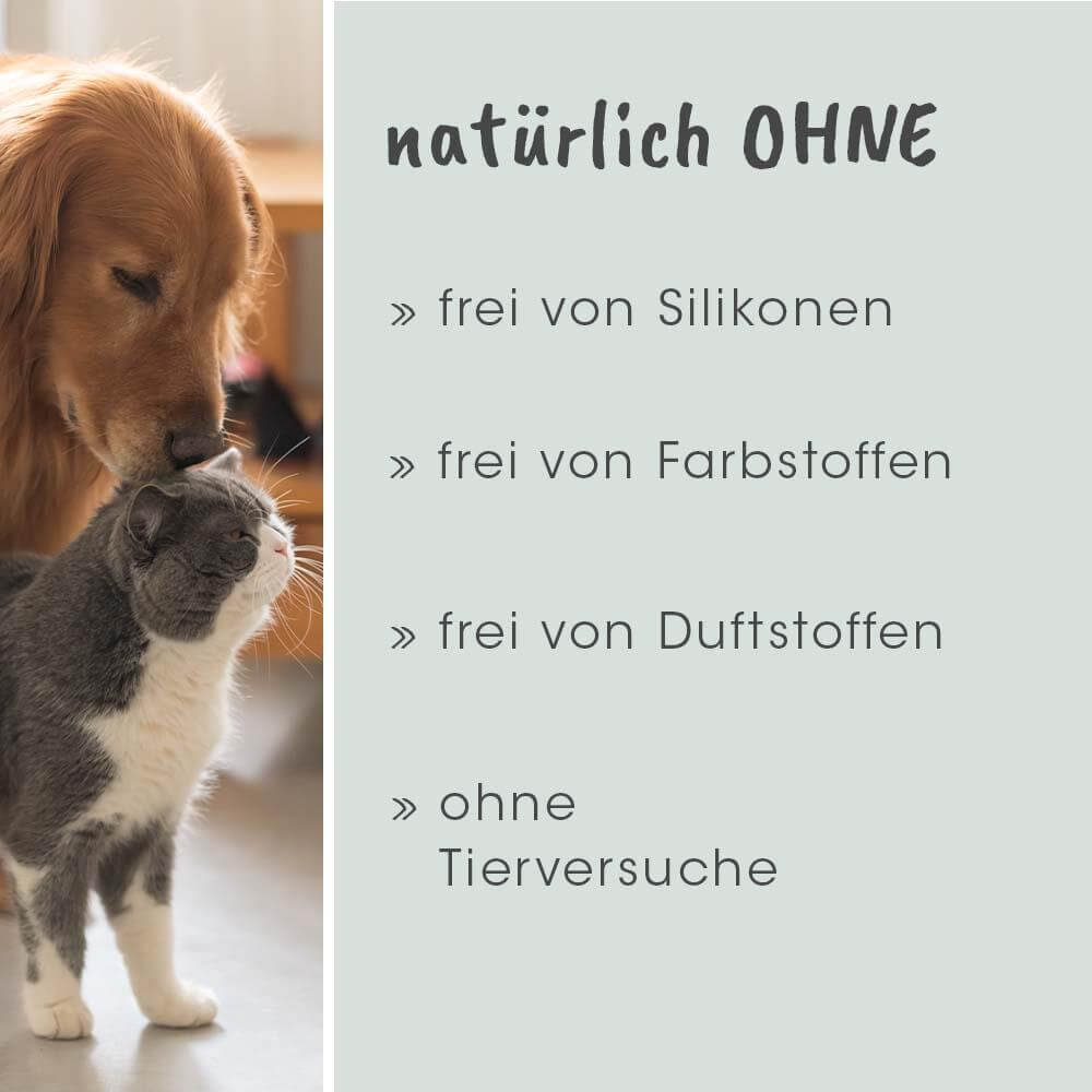 Katze, Säugetier, Haustier, Hund, Golden Retriever