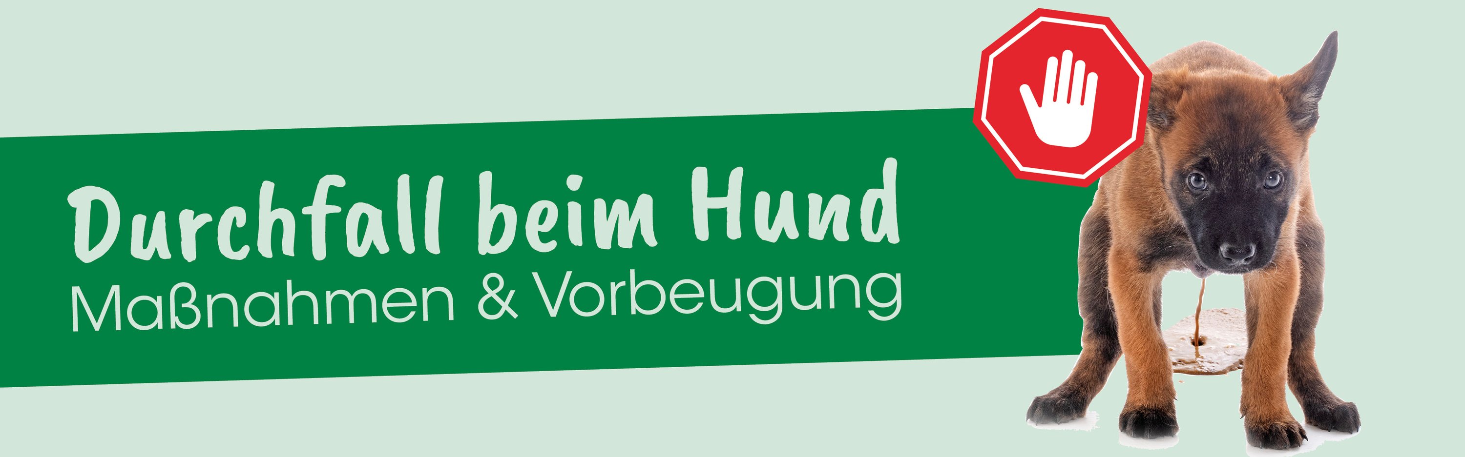 Hund, Säugetier, Haustier, Schnauze