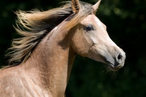 Tier, Colt Horse, Pferd, Säugetier
