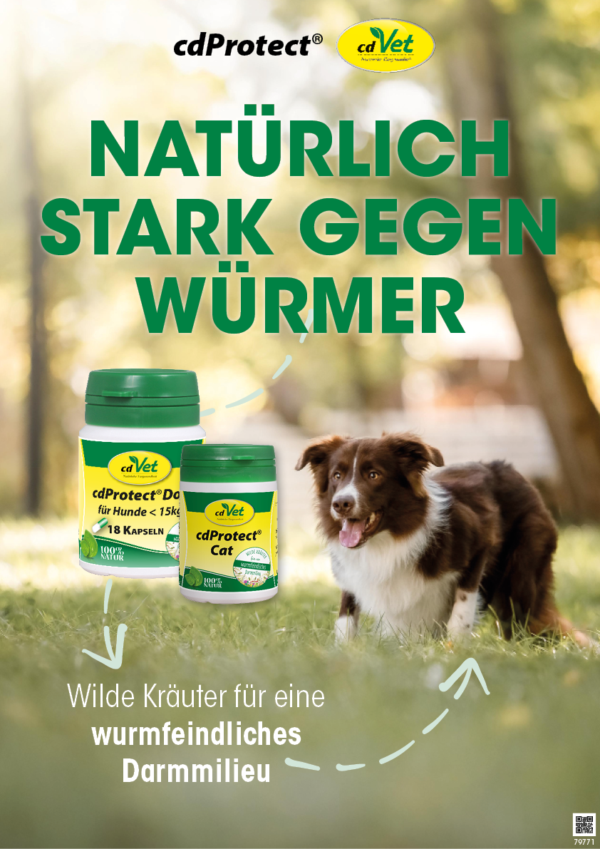 Kräuterig, Pflanze, Können, Zinn, Hund