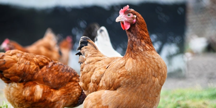 Huhn, Brathuhn, Geflügel, Rotbraun, Federkleid