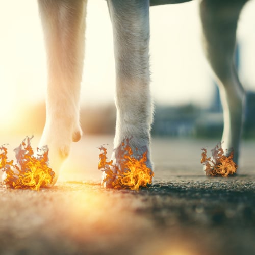 Tier, Vogel, Pinguin, Feuer, Flamme