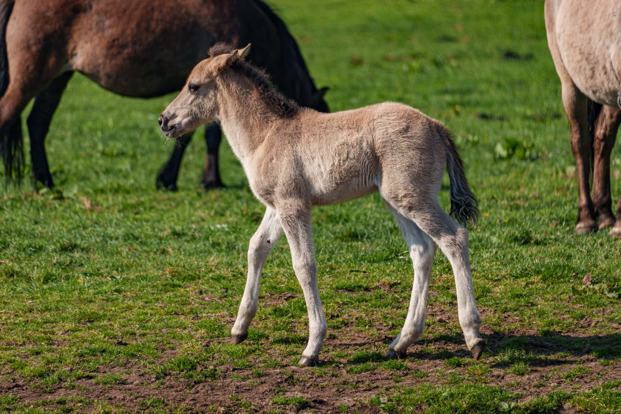 Fohlen, Pony, Junges Pferd, Fellfarbe beige, Weide