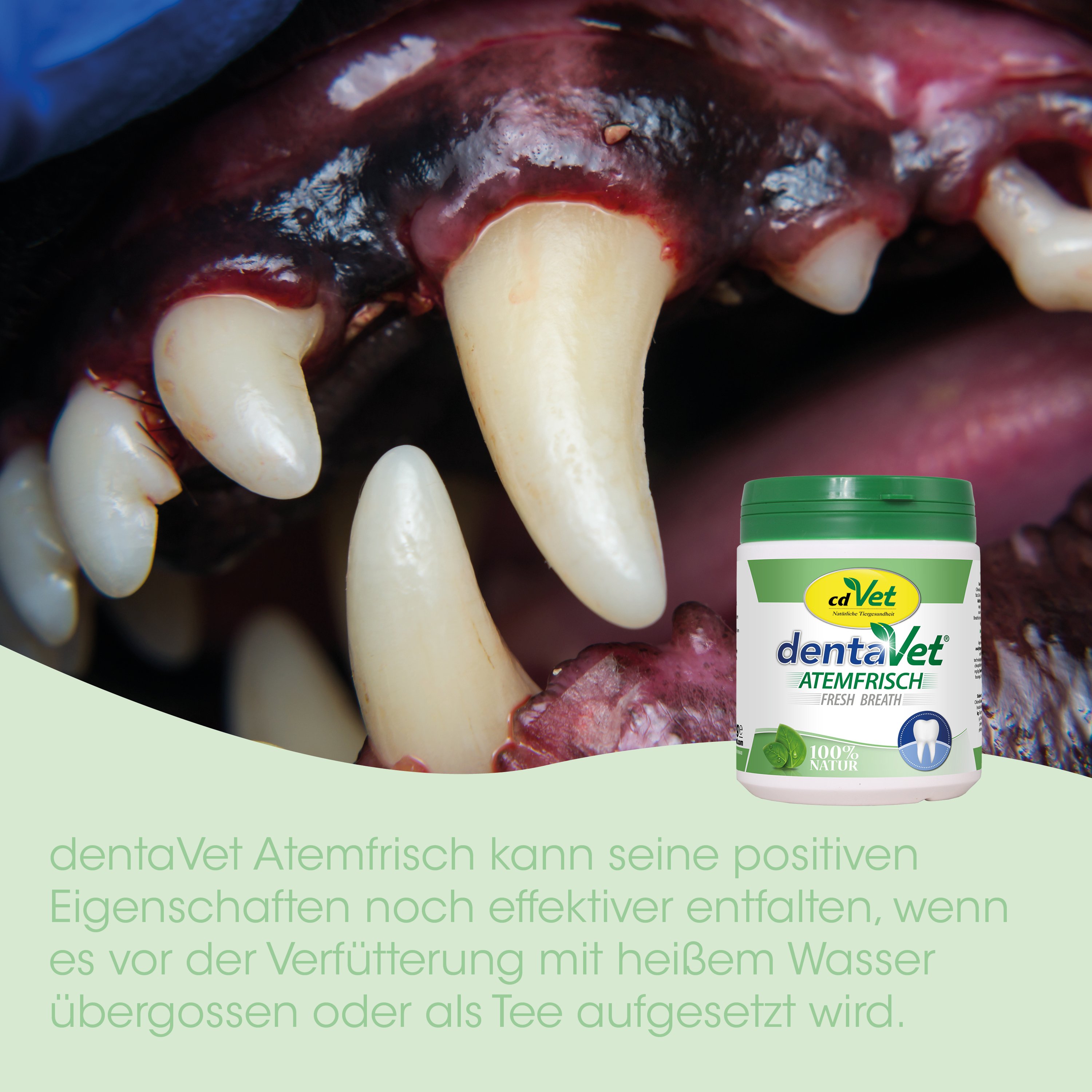 hund_futter, dentaVet, zahnpflege, mundhygiene, tiergesundheit