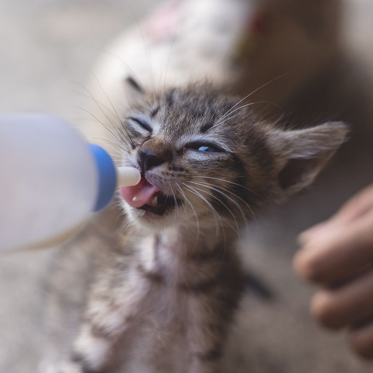 Kätzchen, Milchflasche, Baby-Katze, Schnauze, Fütterung