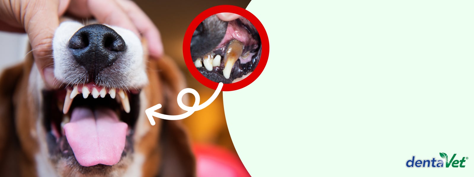 Mund, Person, Zähne, Hund, Haustier