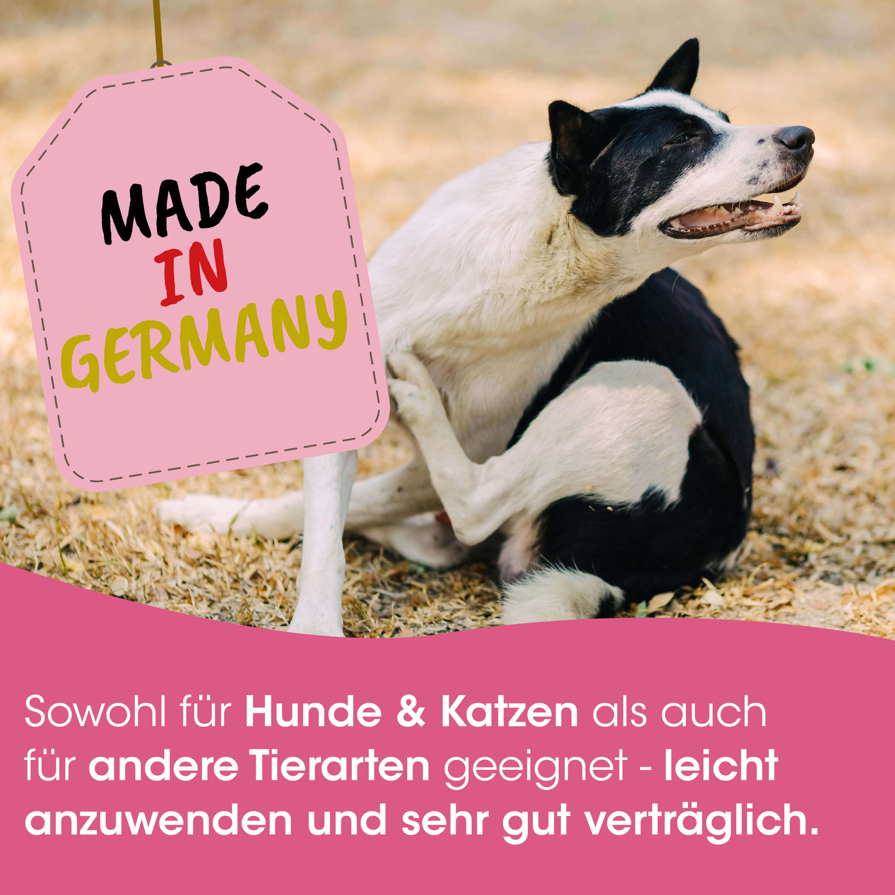 Hund, Schwarzweiß, kurzes Fell, Sitzend, Aufhänger