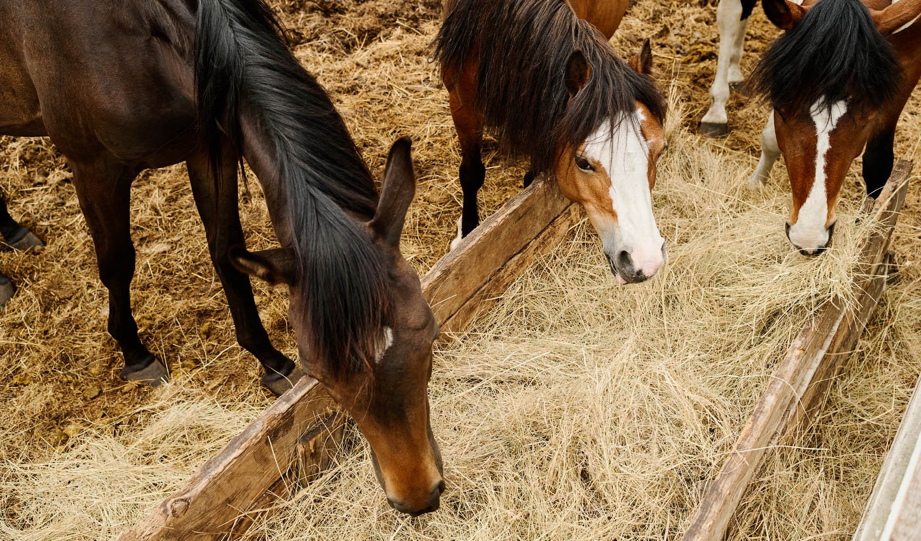 Pferd, Futter, Stroh, Gatter, Weide