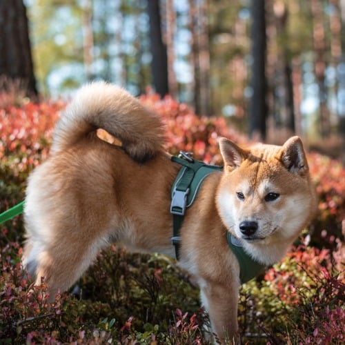Hund, Husky, Haustier, Riemen