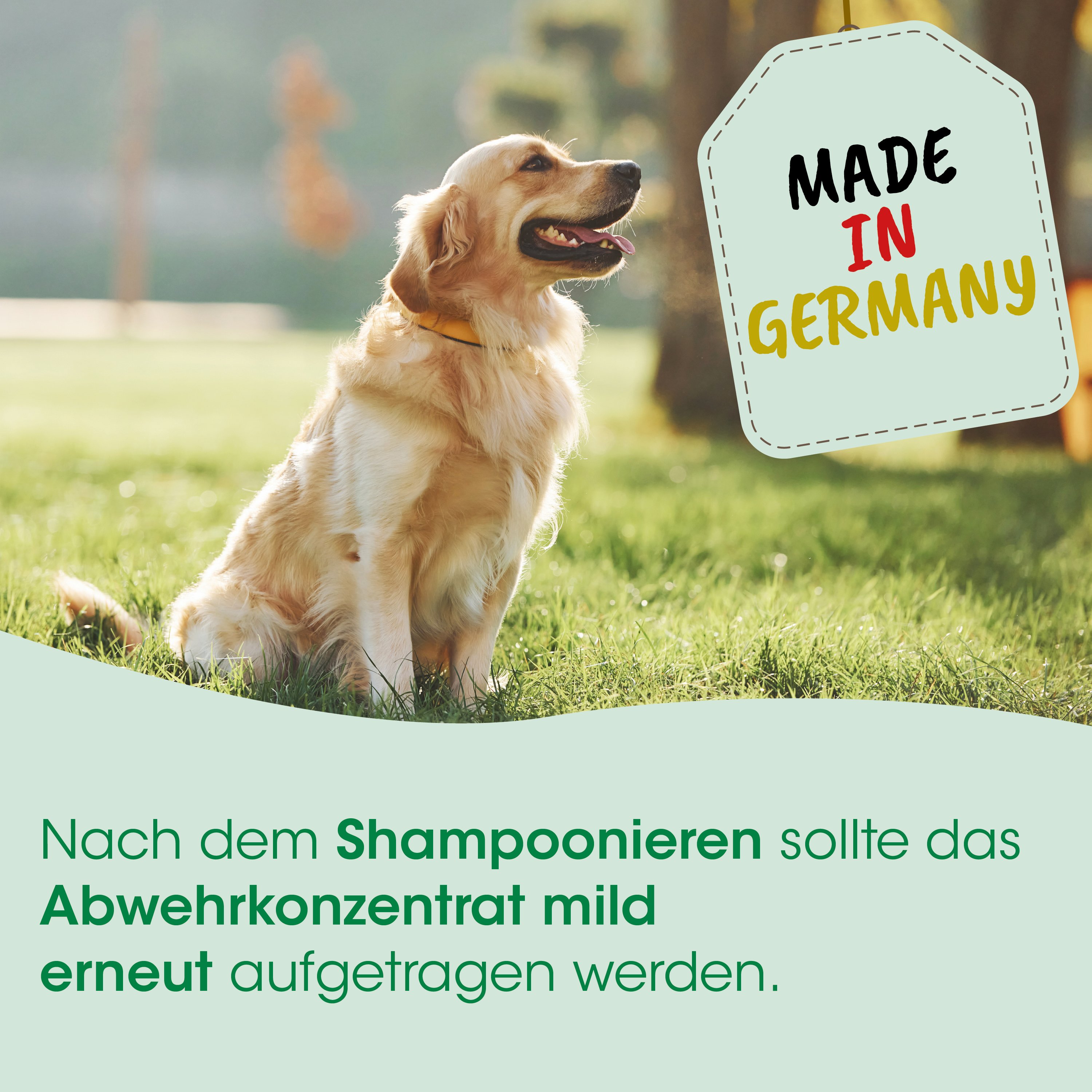  Hund, Golden Retriever,  Hundezüchter,  Gras,  Garten