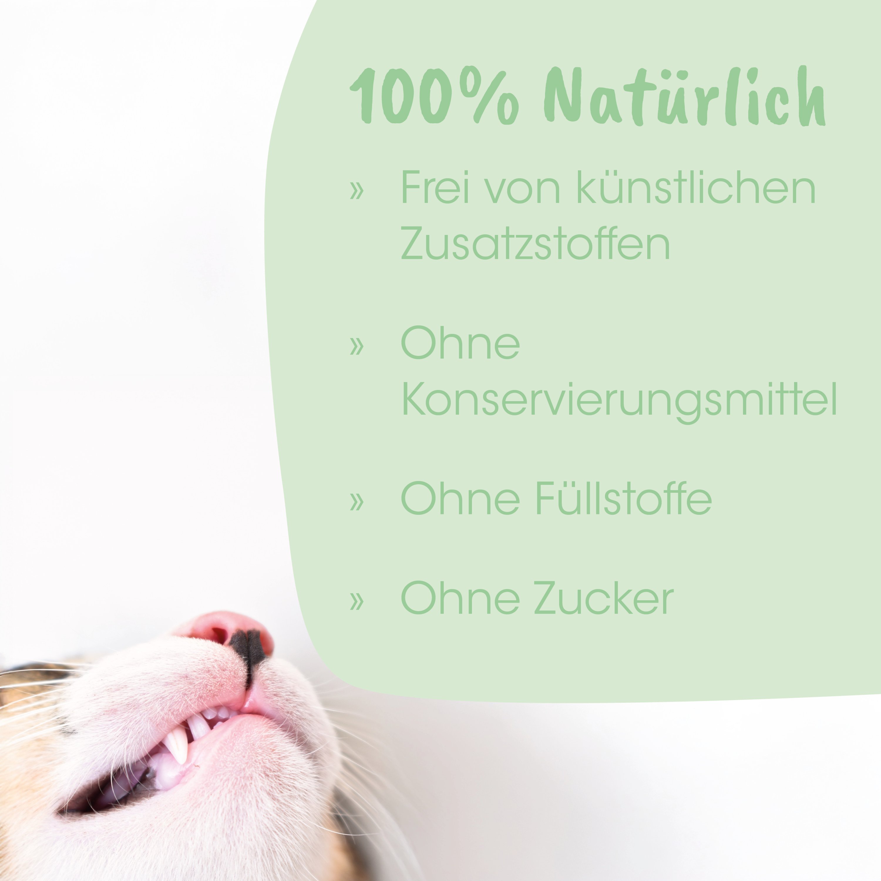Katzenfoto, Katze, Unterseite, Zahnreihe, Fellfarbe