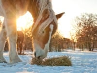 Sonnenlicht, Natur, Im Freien
