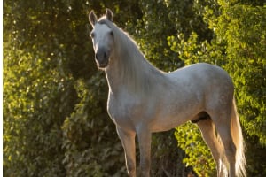 Andalusisches Pferd, Tier, Pferd, Säugetier, Hengst