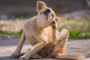 Tier, Hund, Haustier, Welpe