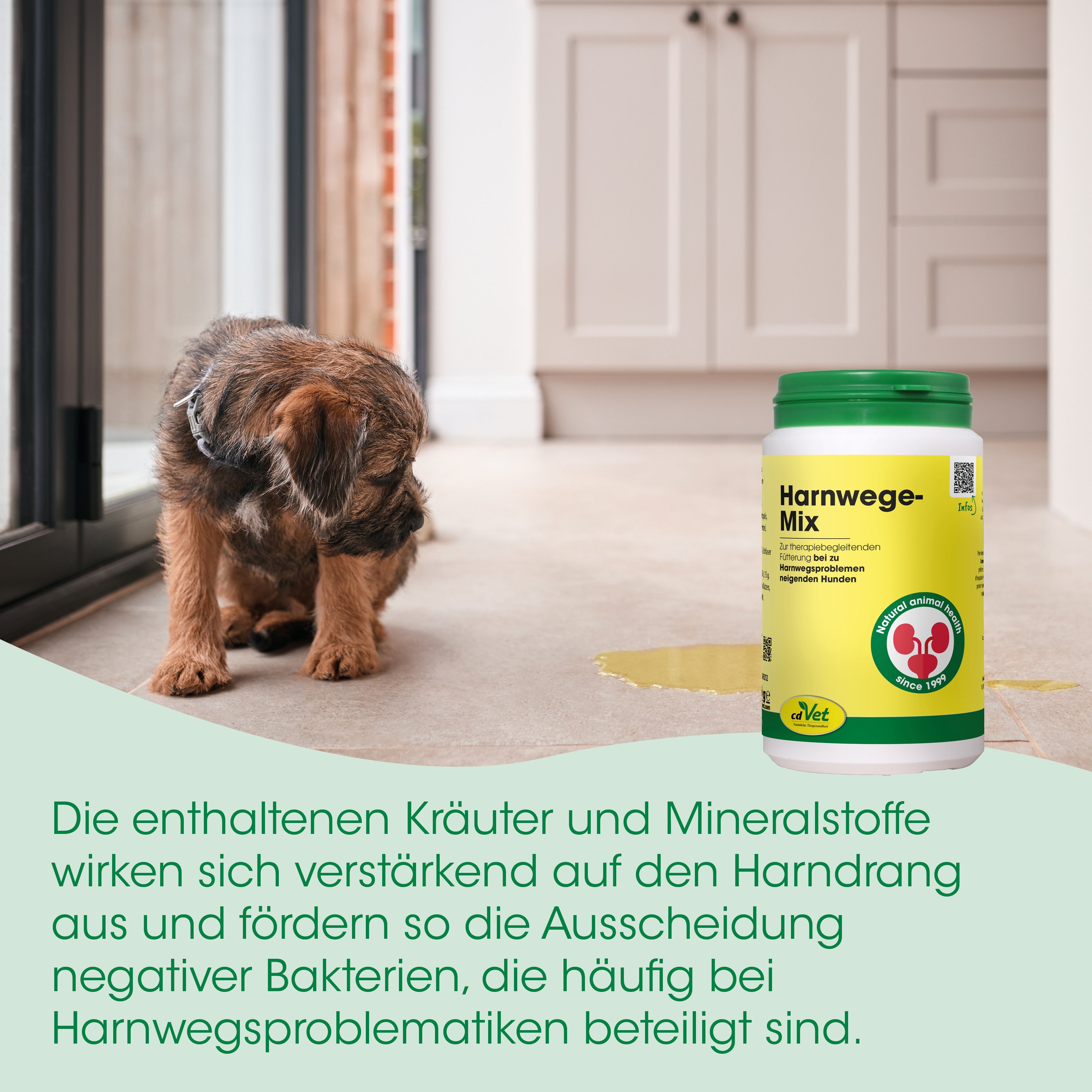 Hund, Tier, Urin, Fleck, Ergänzung