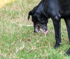 Gras, Pflanze, Hund, Haustier