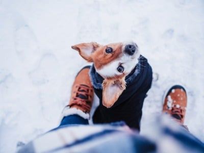 Schuhwerk, Schuh, Sneaker, Hosen, Welpe