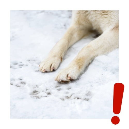 Hund, Husky, Säugetier, Haustier