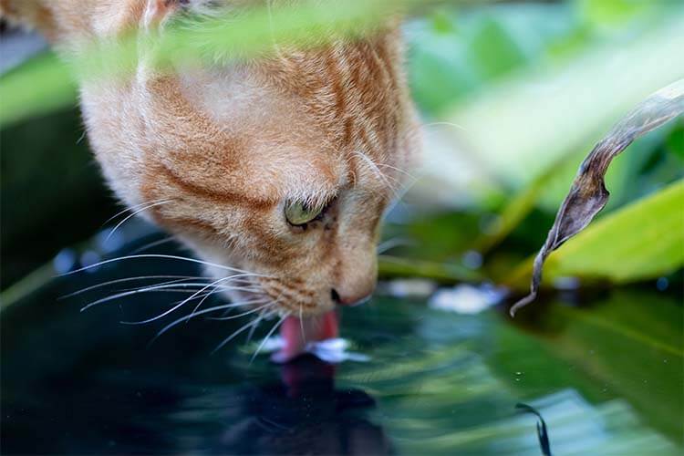 Mineralstoffversorgung_Katze_trinkt_am_Bach