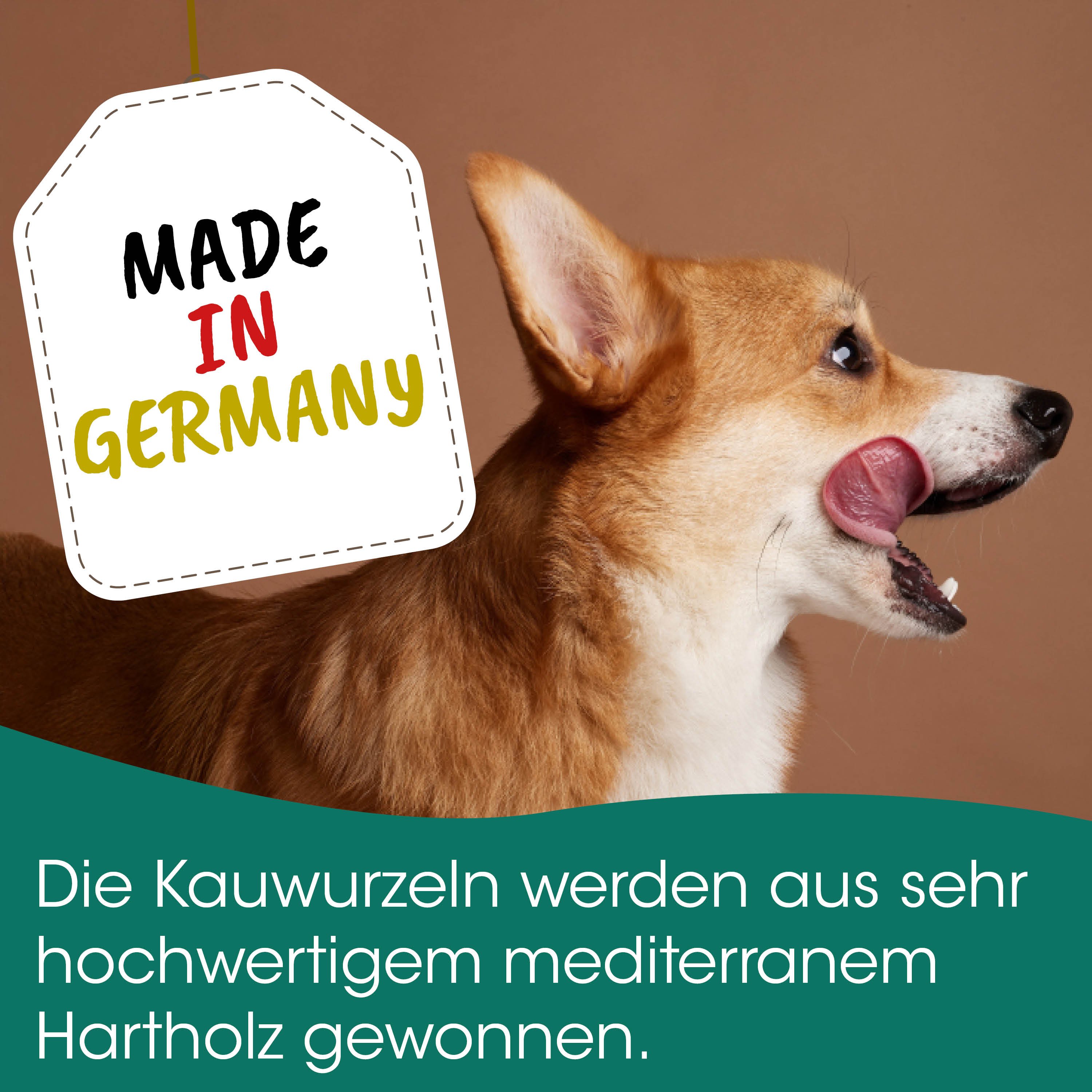 Hund, Corgi, braun, Tier, Lecken